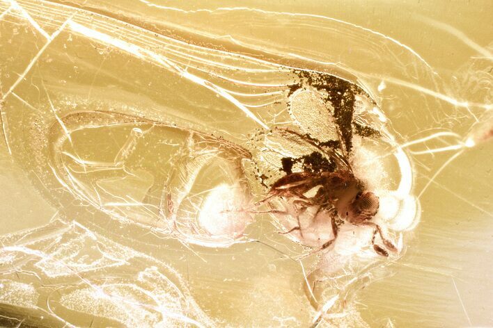 Detailed Fossil Parasitoid Wasp (Idris) in Baltic Amber #328195